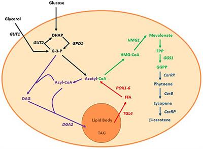 Recombinant β-Carotene Production by Yarrowia lipolytica – Assessing the Potential of Micro-Scale Fermentation Analysis in Cell Factory Design and Bioreaction Optimization